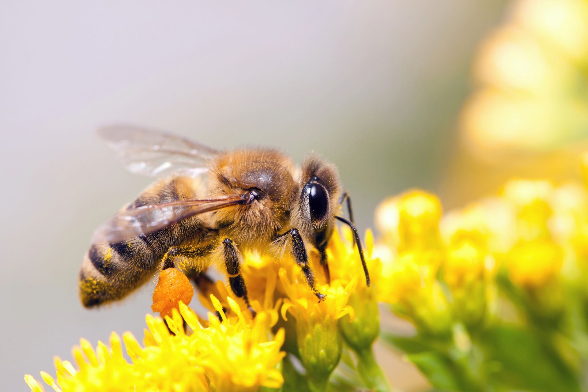 Bee Control in Belleville, NJ