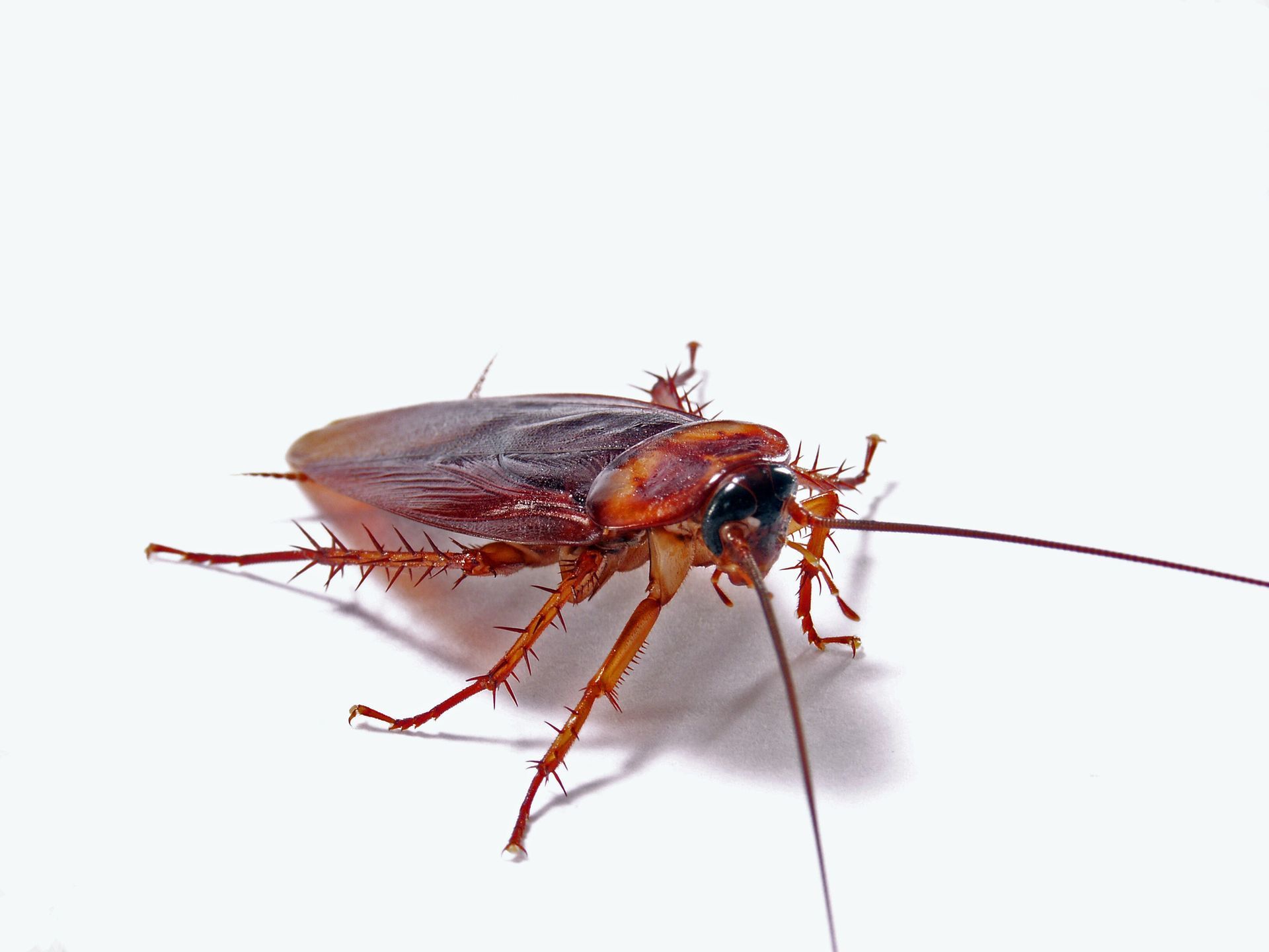Cockroach Control in Belleville, NJ Cockroach Control in Belleville, NJ