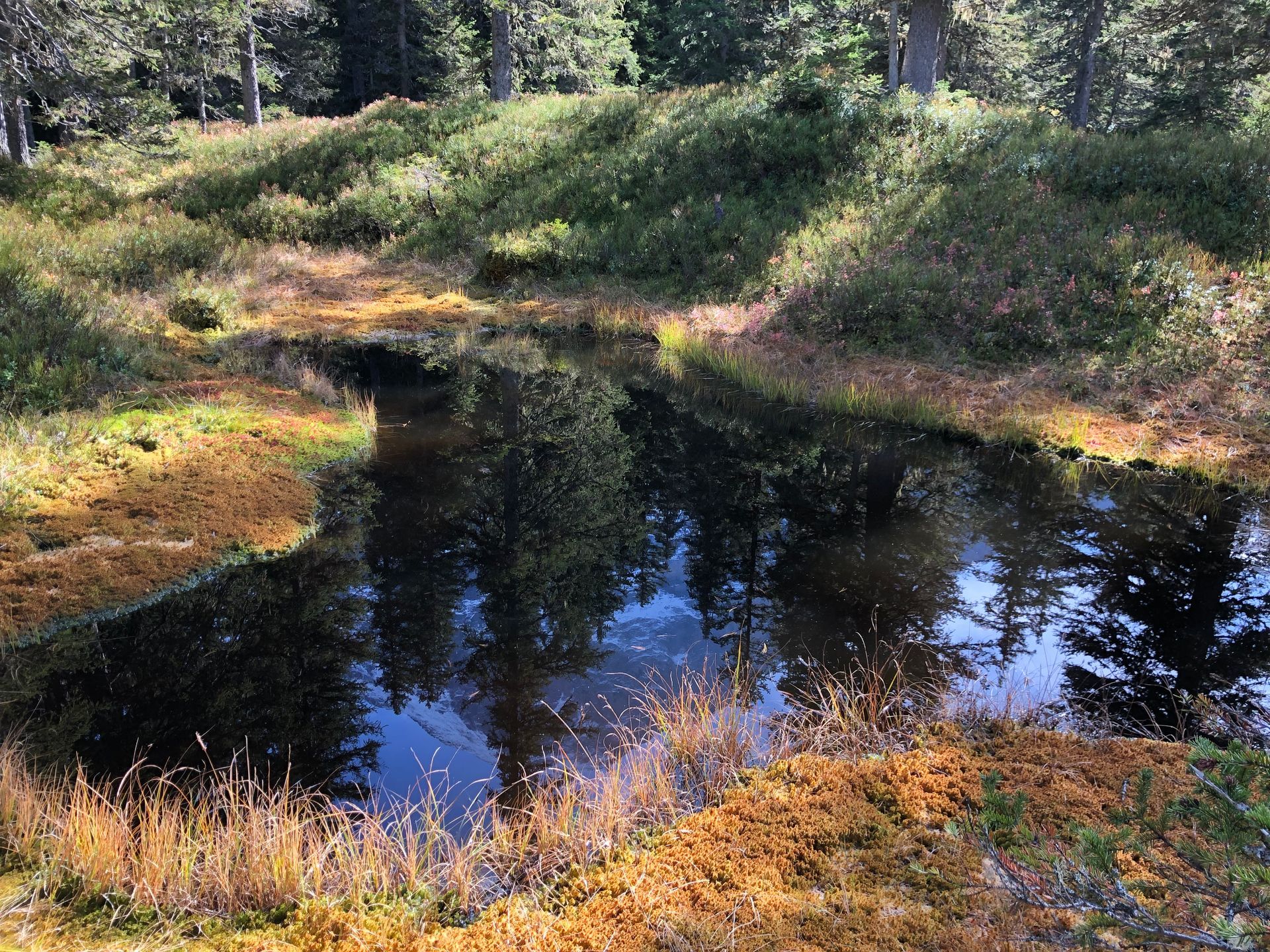 Ein kleiner Teich, in dem sich Bäume und Himmel spiegeln, umgeben von brauner und grüner Vegetation in einer Waldlandschaft.