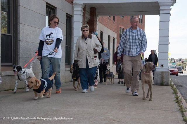 A group of people are walking their dogs down a sidewalk.