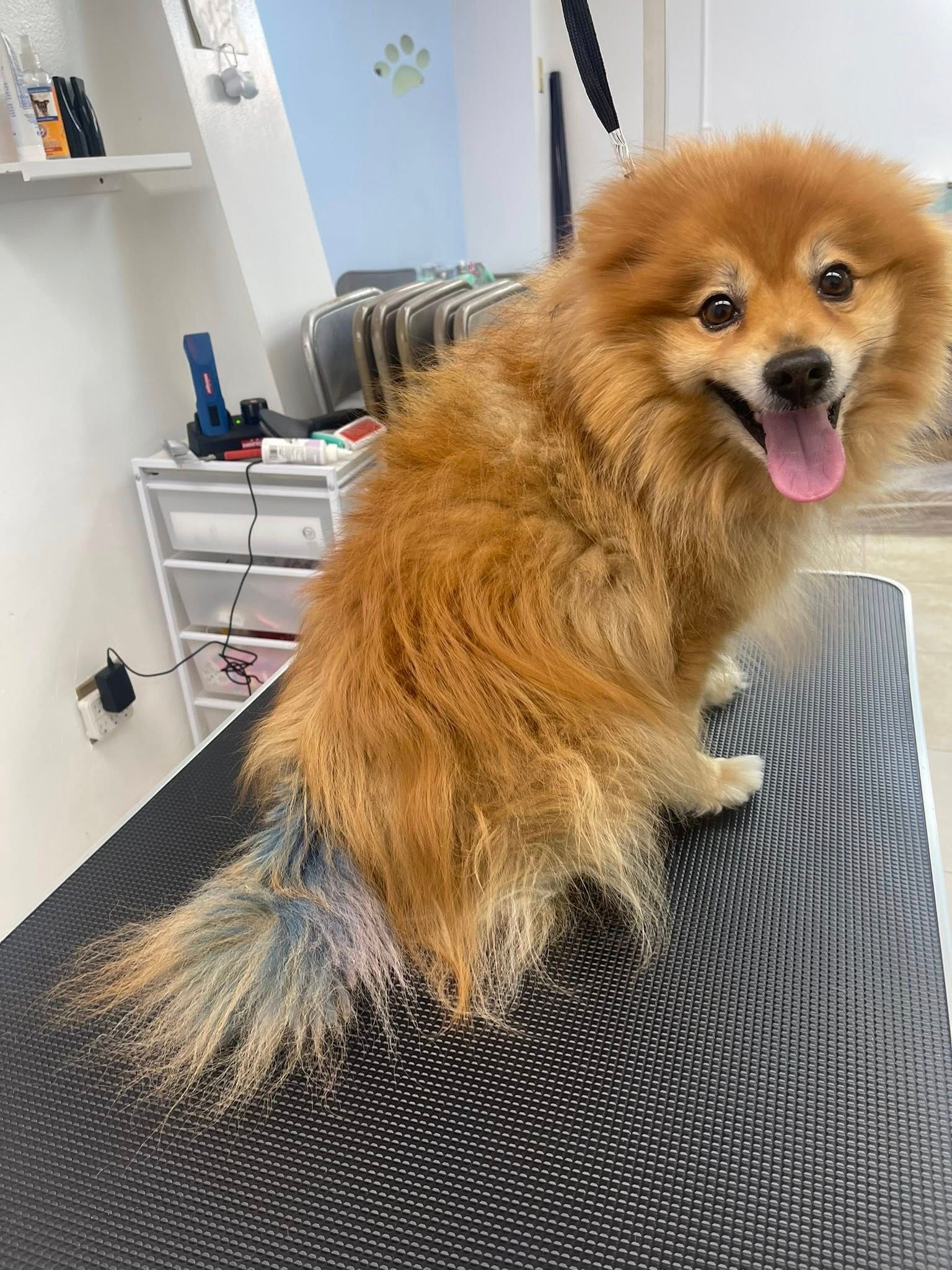 A pomeranian dog is sitting on a grooming table.