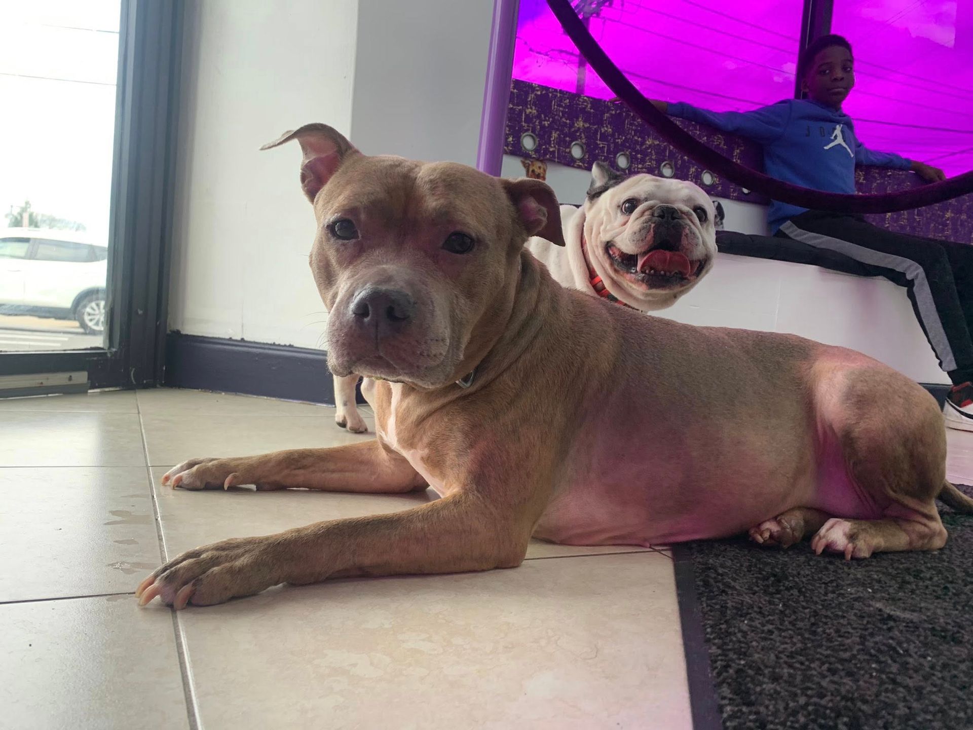 Two dogs are laying on the floor in a room.