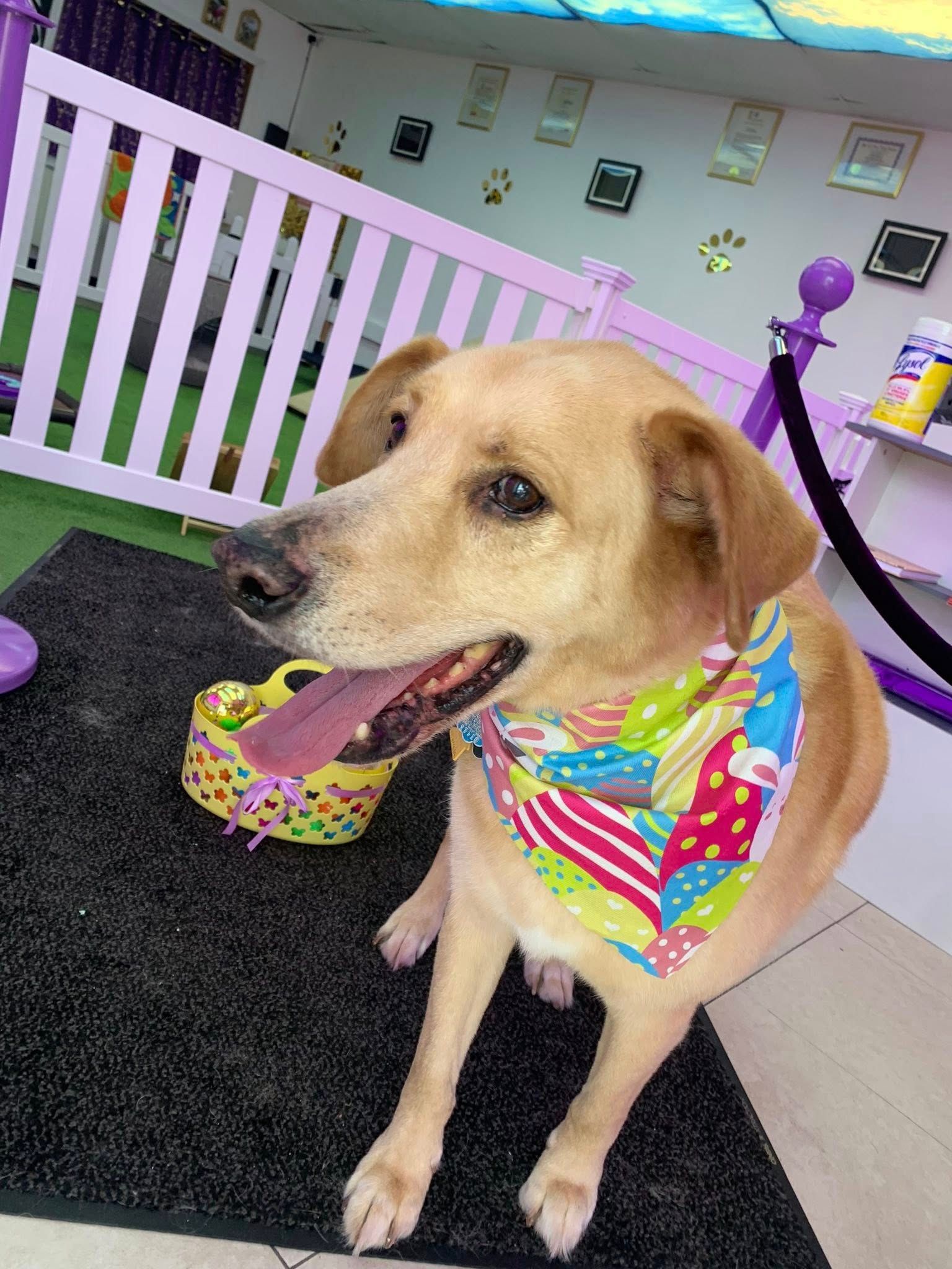 A dog wearing a bandana is sitting on a mat in a room.