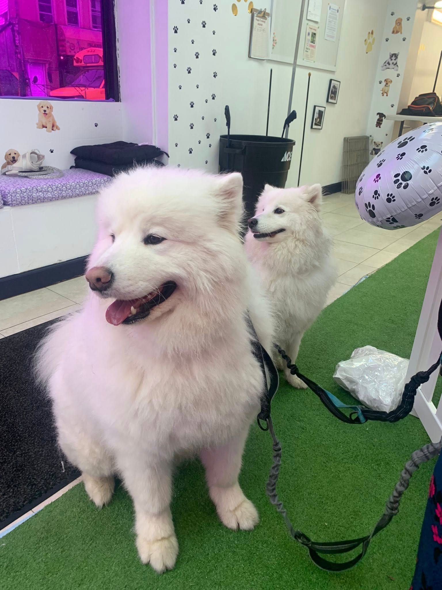 Two white dogs are standing next to each other in a room.