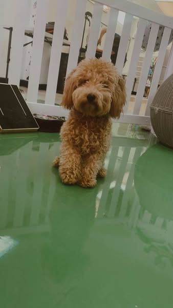 A small brown poodle puppy is sitting on a green floor.