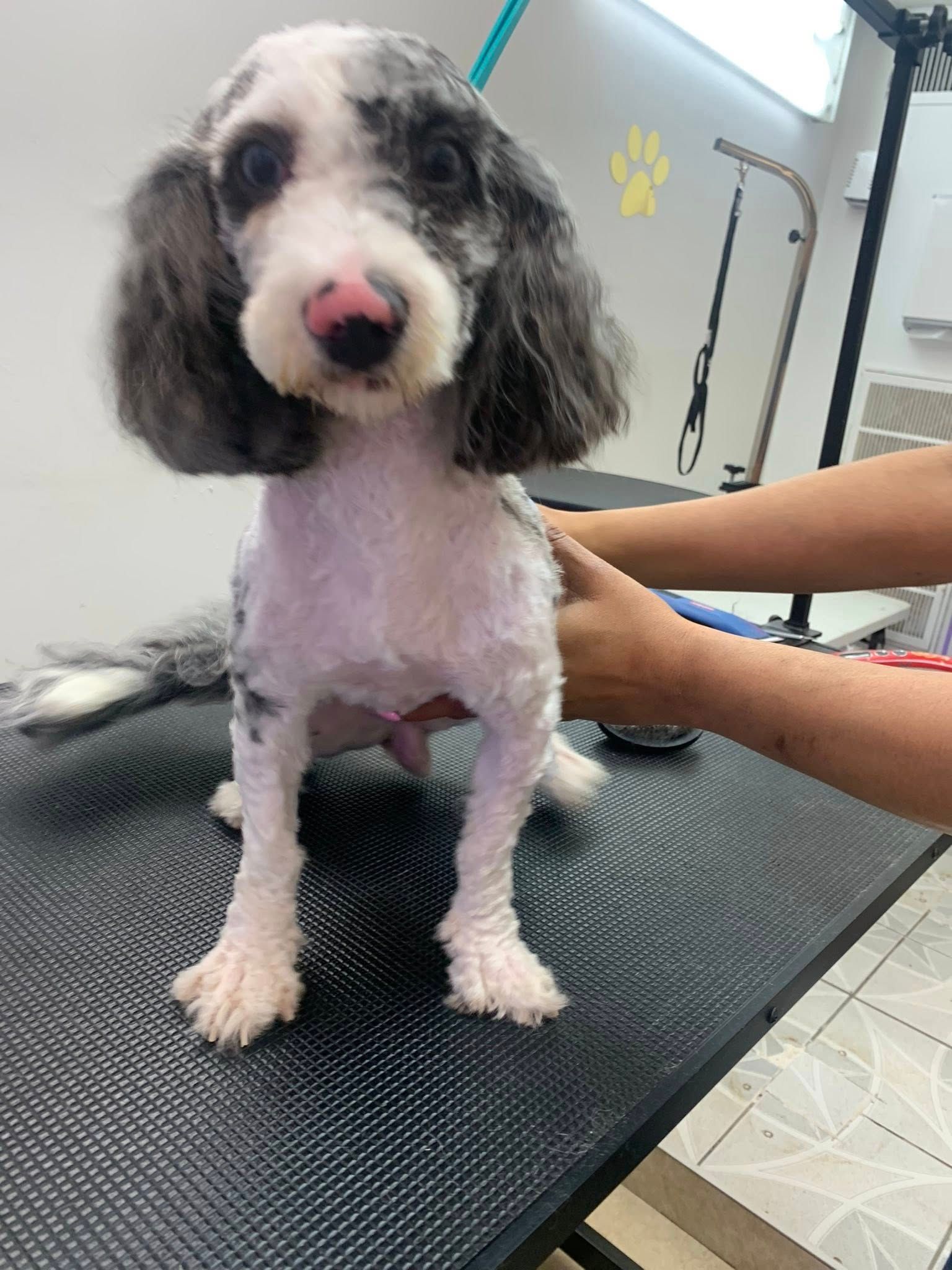 A person is grooming a small dog on a table.