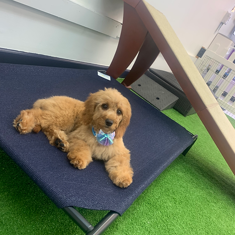 A small brown dog is laying on a blue dog bed.