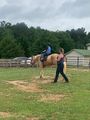 jones-valley-farms-horse