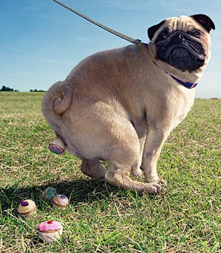 insegnare come fare i bisogni al cane