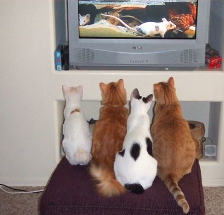 casa per gatti