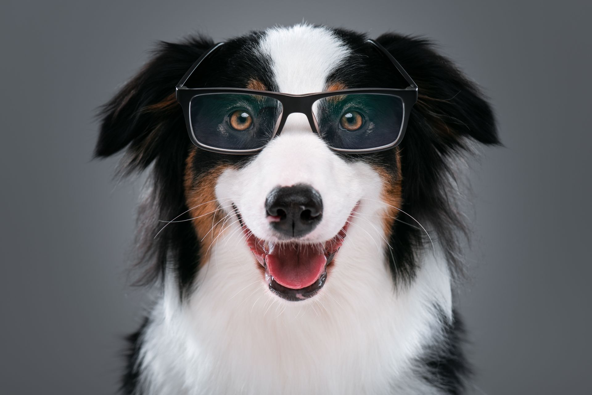 visita oculistica cane