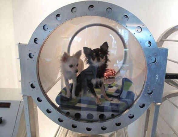 ossigenoterapia veterinaria parma