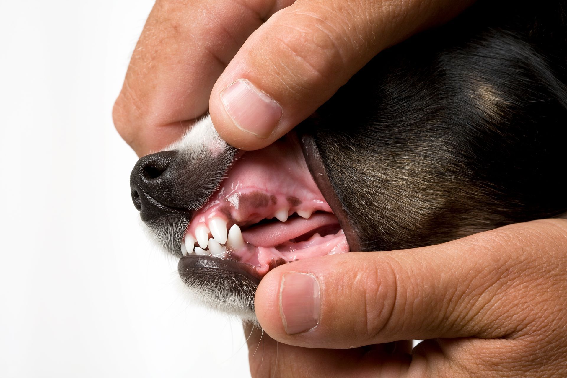 odontoiatria cani