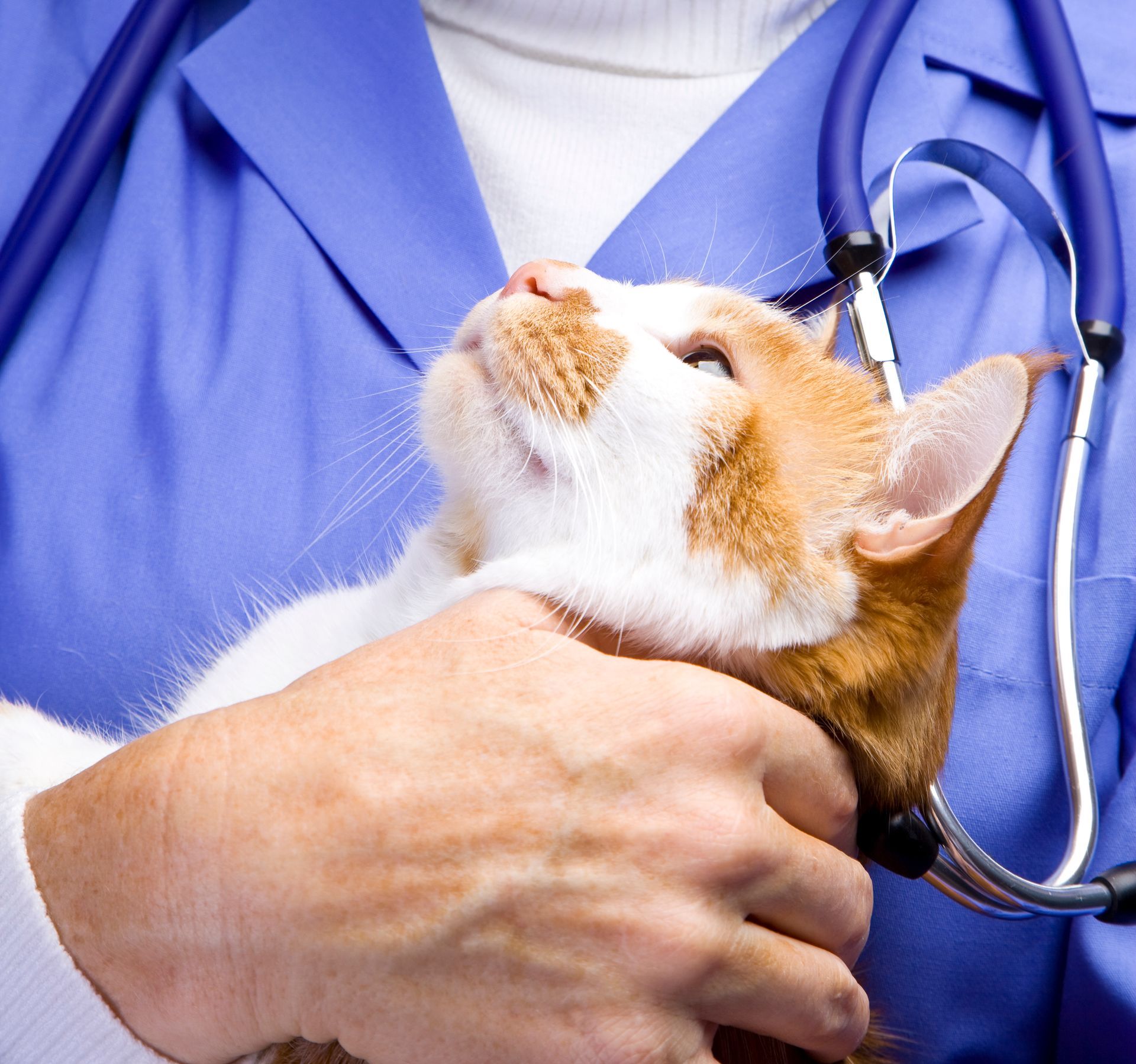 day hospital gatto