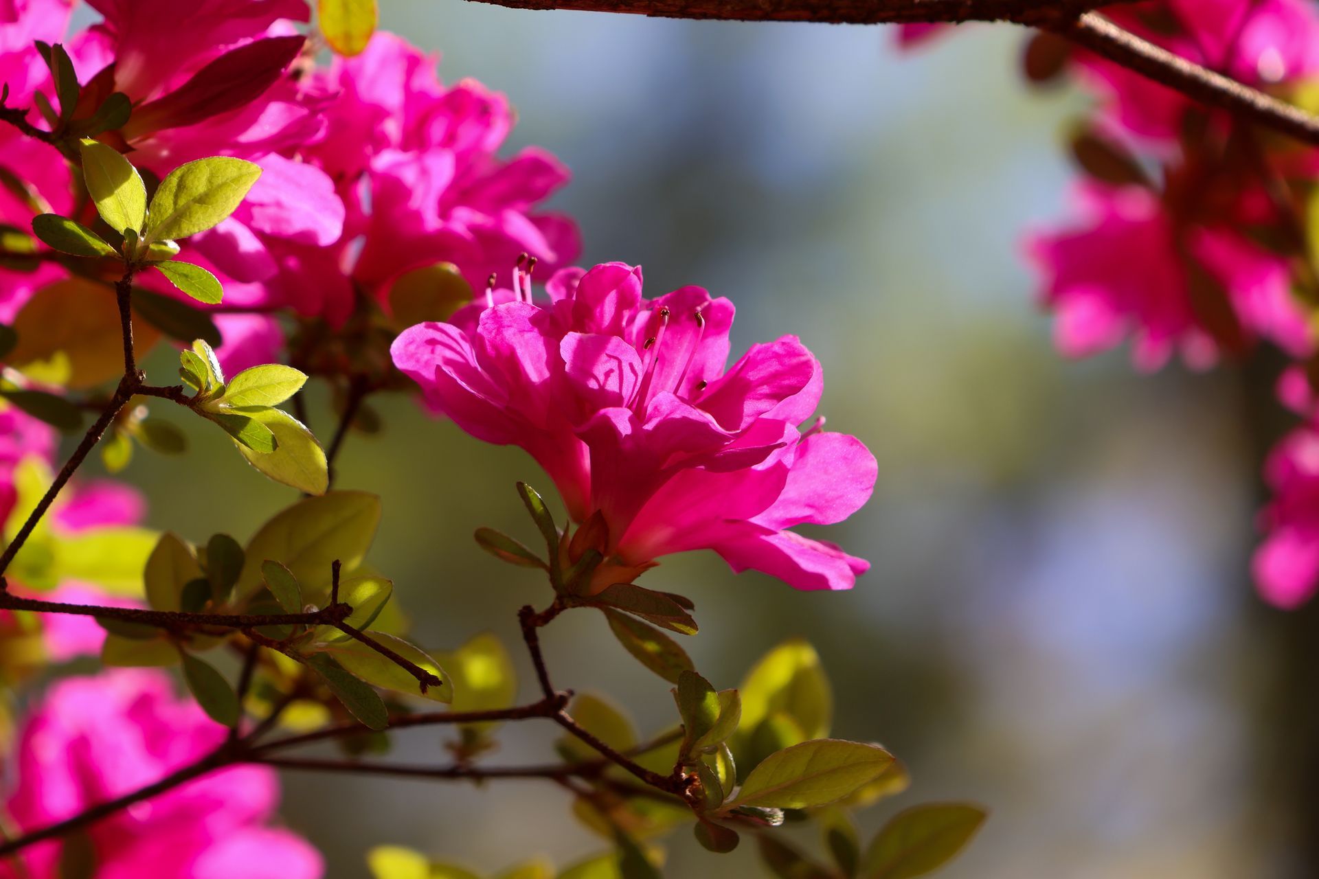Bright pink flowers blooming on a branch with green leaves against a blurred background