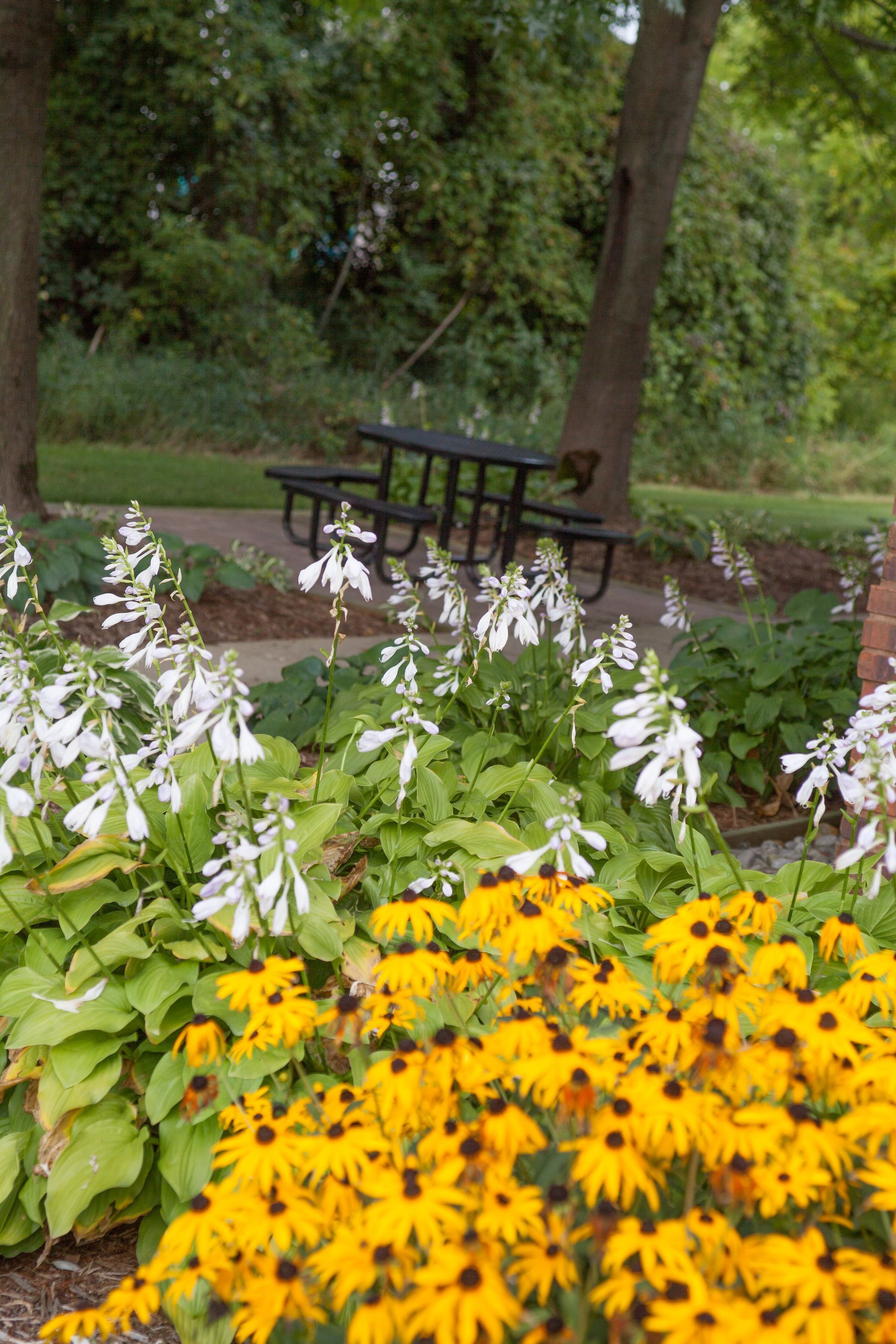 Yellow and white flowers in a garden with a picnic table in the background