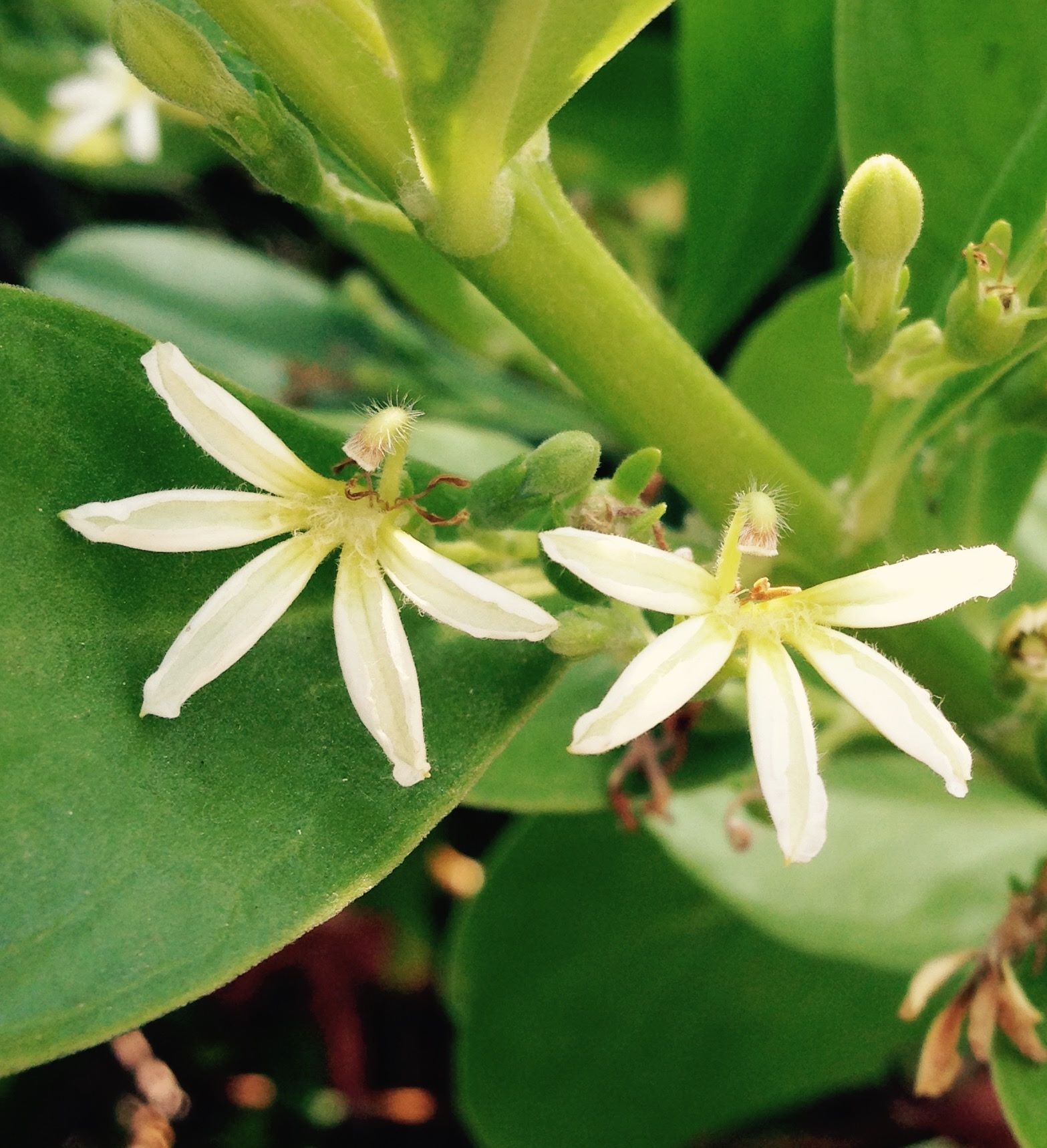 Two small white flowers are growing on a green plant