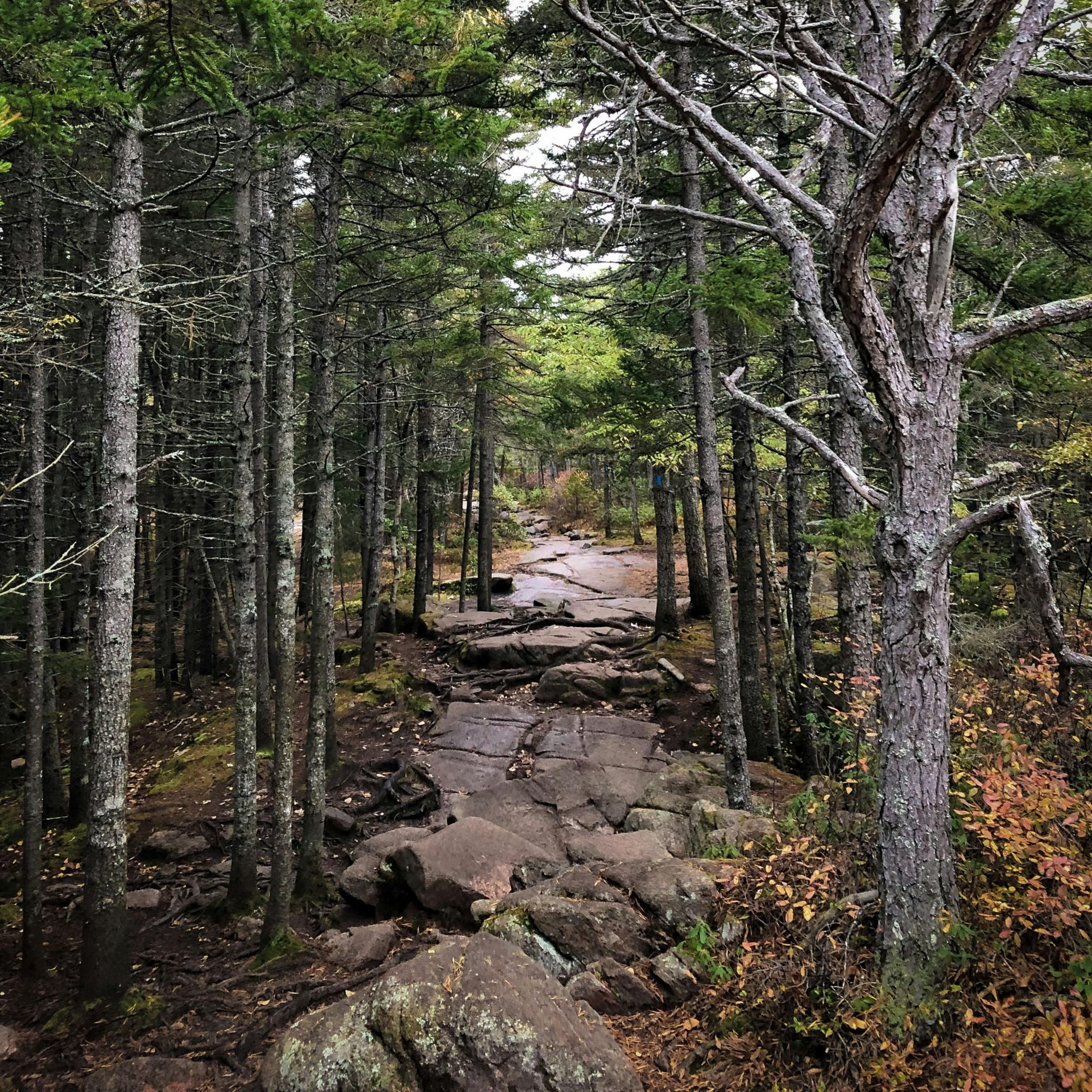 Stone path winds through a dense forest of tall, thin trees. Autumn leaves dot the path.
