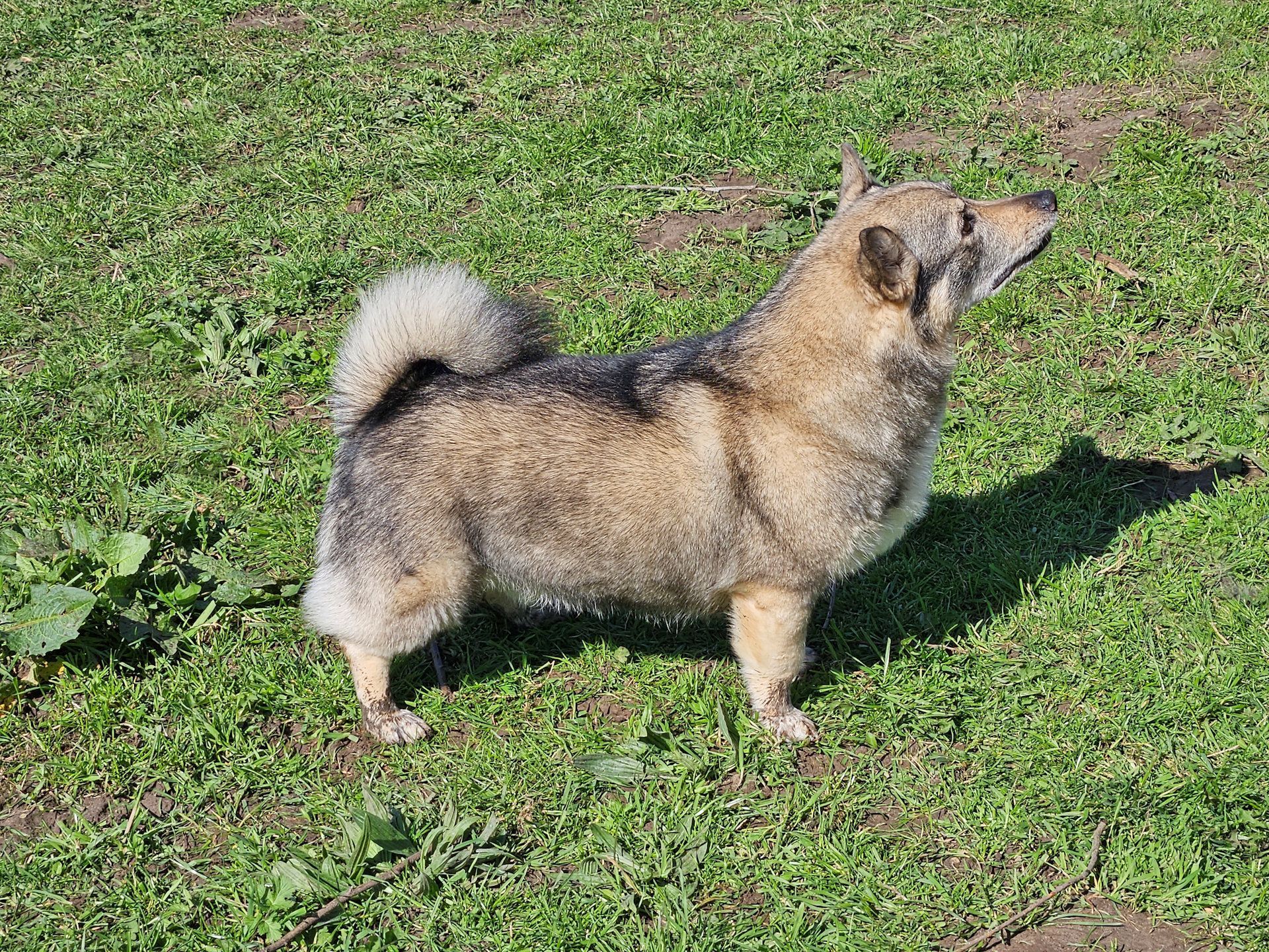Curragh's Gimli Gnomus Västgötaspets, Zweedse herder, Swedish Vallhund