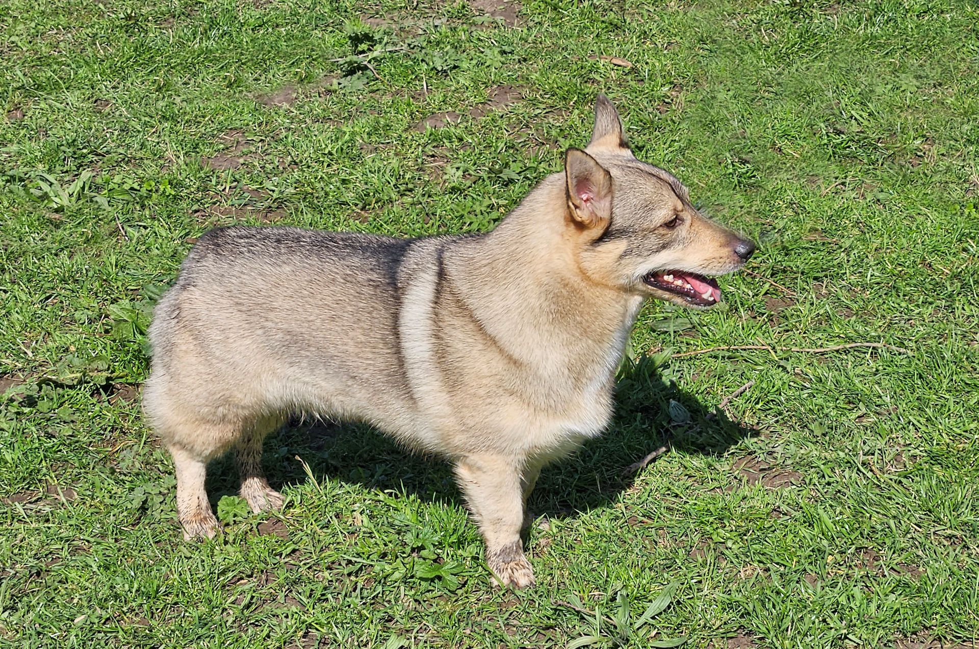 Västgötaspets, Zweedse herder, Swedish Vallhund