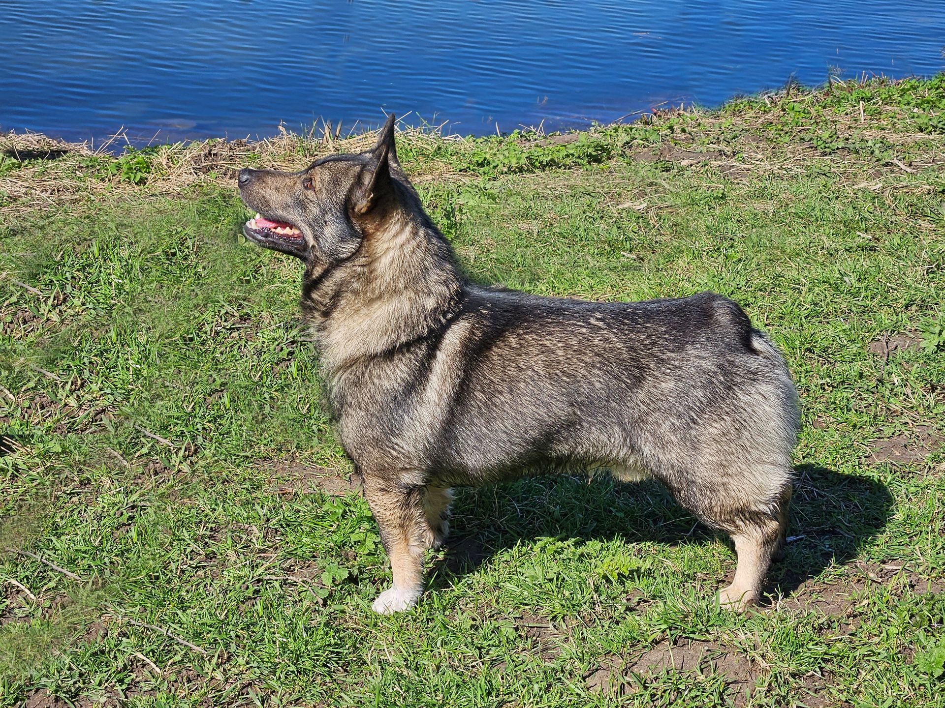 Västgötaspets, Zweedse herder, Swedish Vallhund
