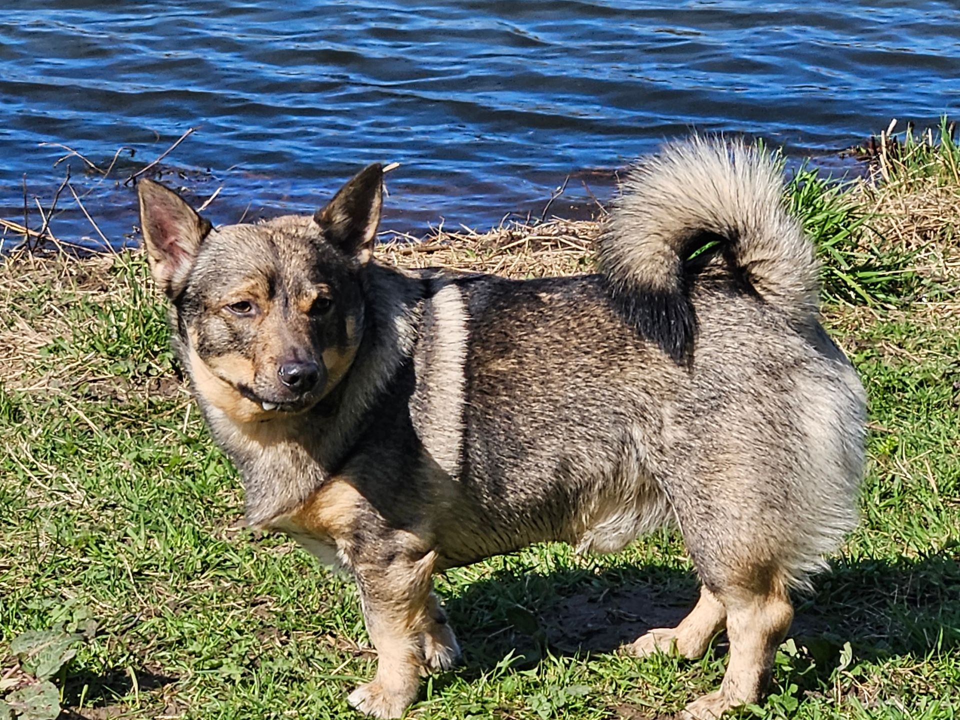 Västgötaspets, Zweedse herder, Swedish Vallhund
