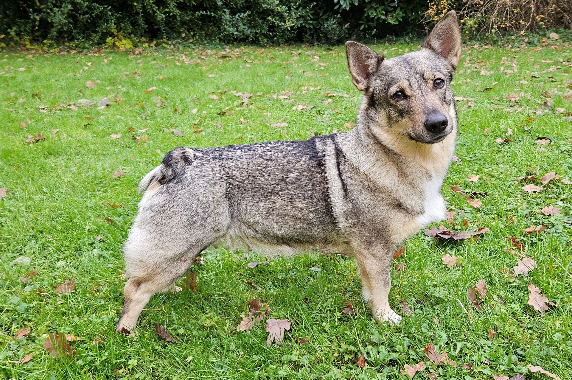 Yara Västgötaspets, Zweedse herder, Swedish Vallhund