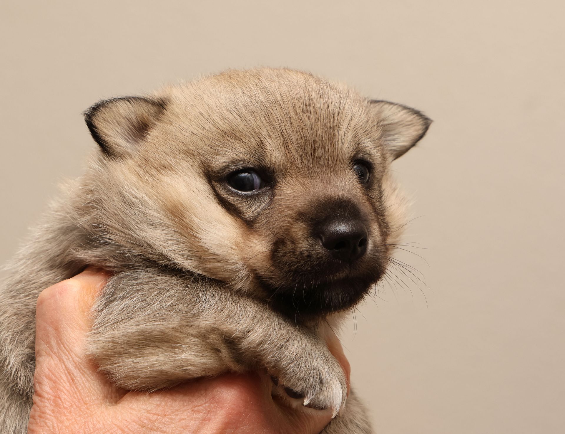 Västgötaspets, Swedish Vallhund, Zweedse herder, Curragh's kennel