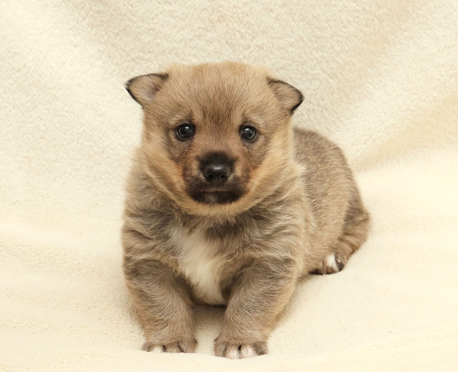 Västgötaspets, Swedish Vallhund, Zweedse herder, Curragh's kennel