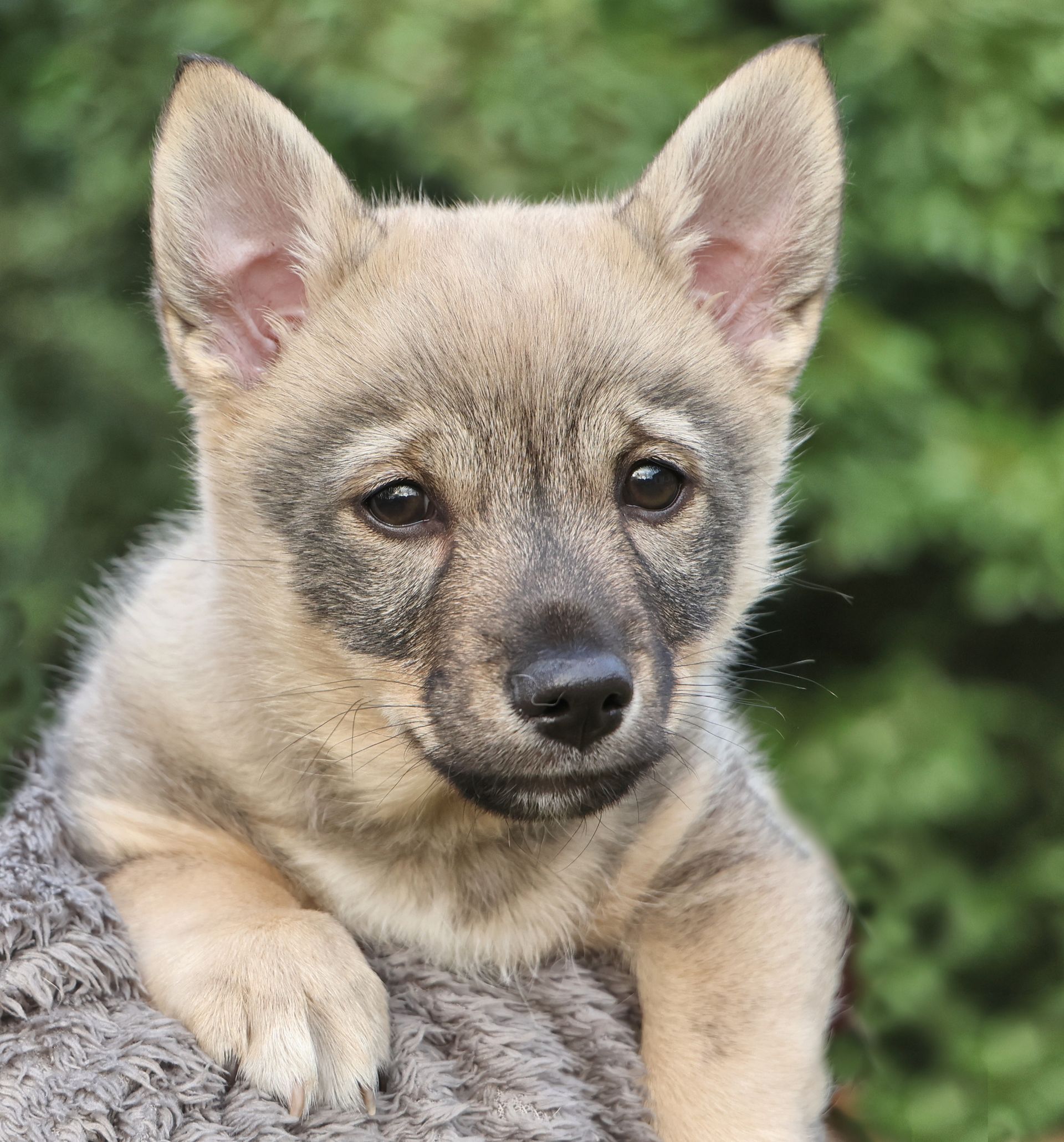 Västgötaspets, Swedish Vallhund, Zweedse herder, Curragh's kennel