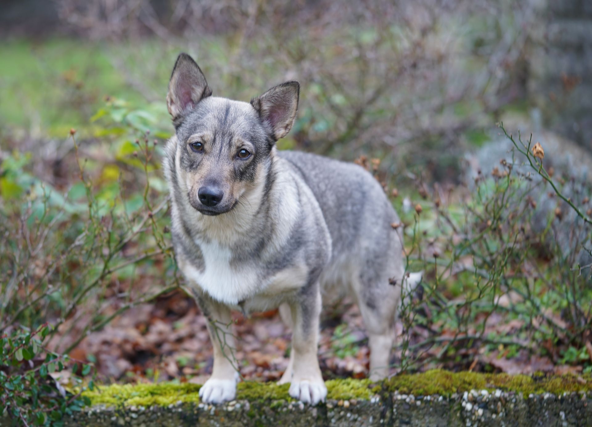 Västgötaspets, Zweedse herder,m Swedish Vallhund