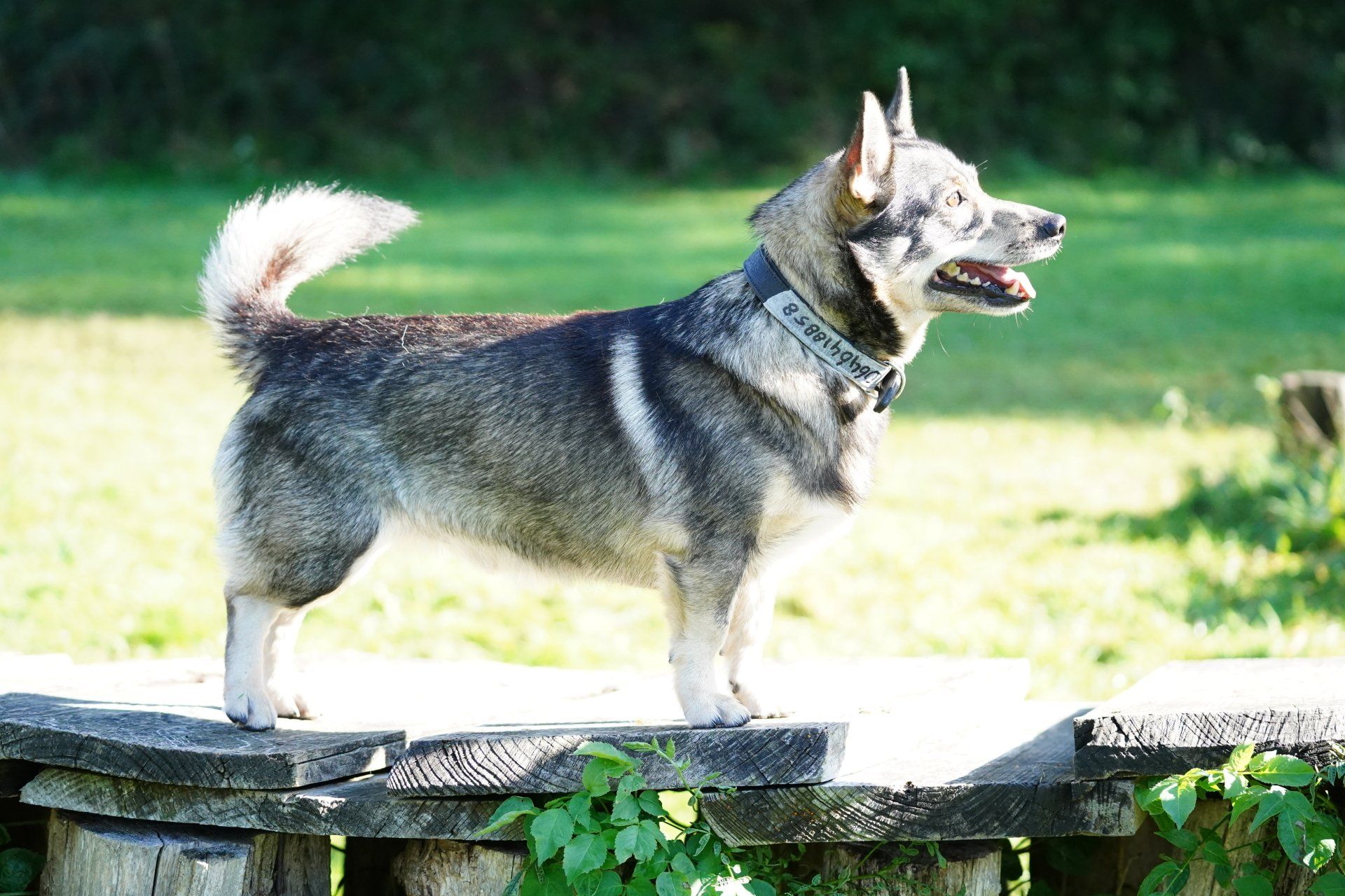 Västgötaspets, Zweedse herder, Swedish Vallhund