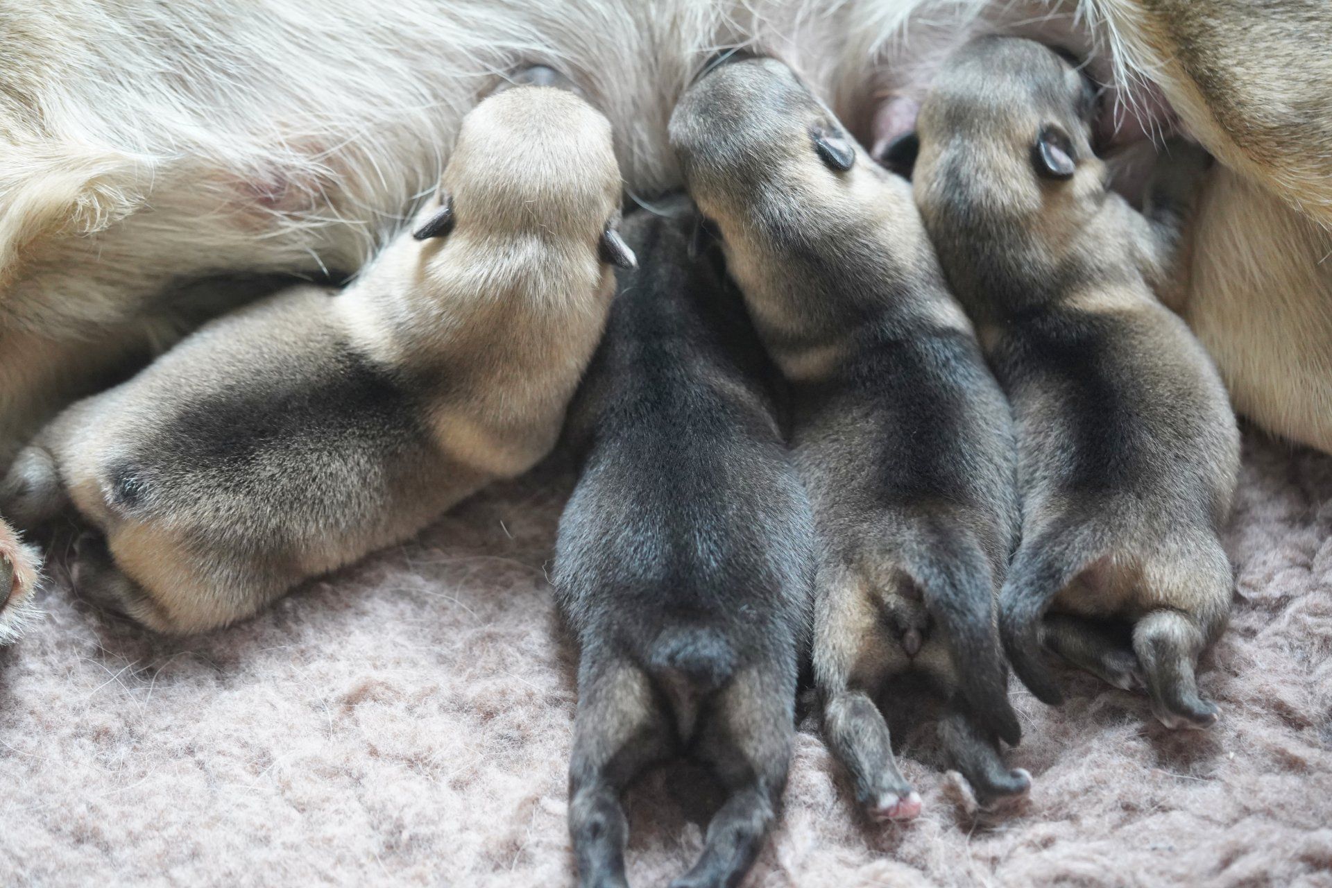 Västgötaspets K-nest Västgötaspets K-nest