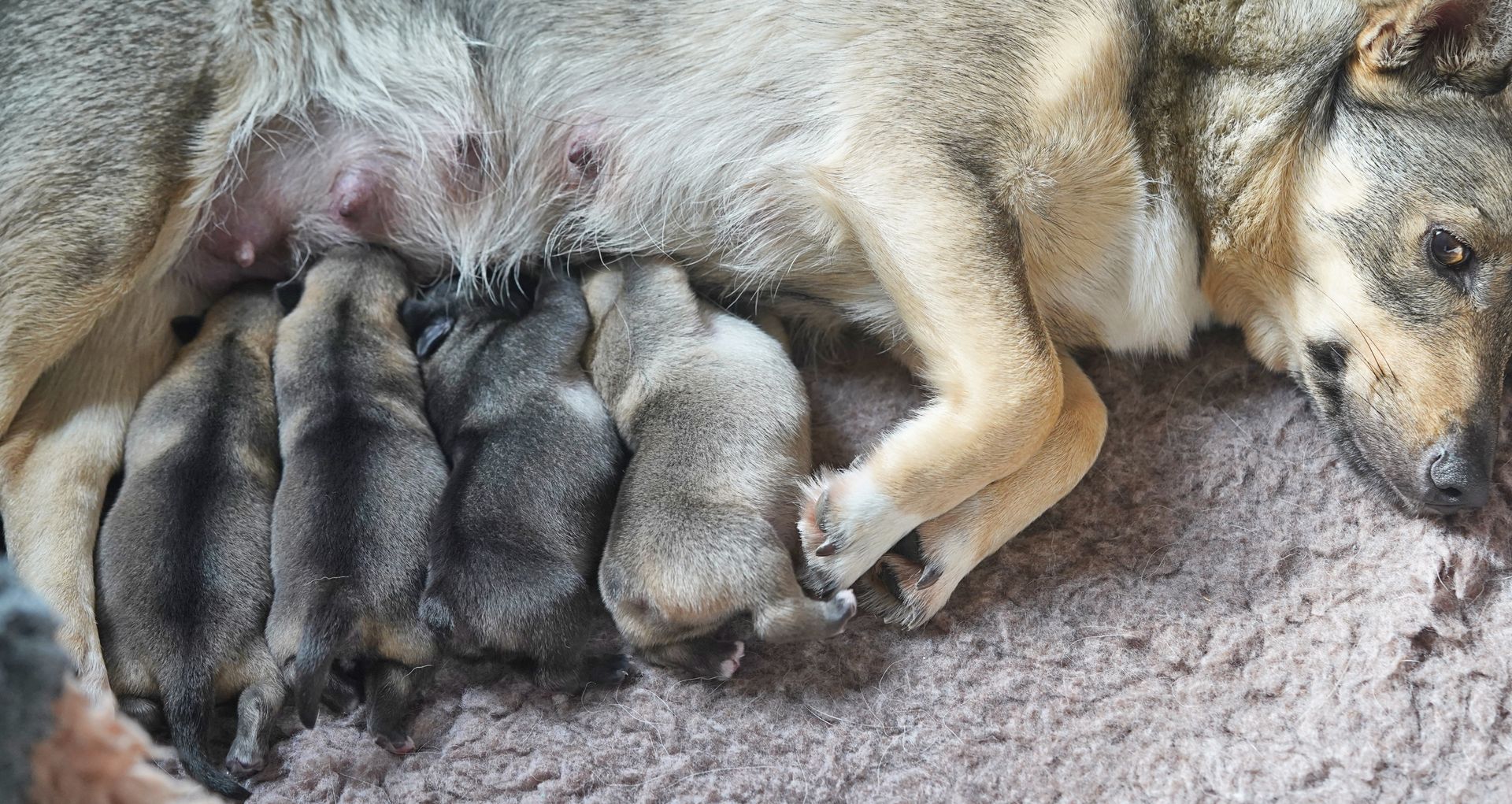 Curragh's K nest Västgötaspets, Zweedse herder, Swedish Vallhund
