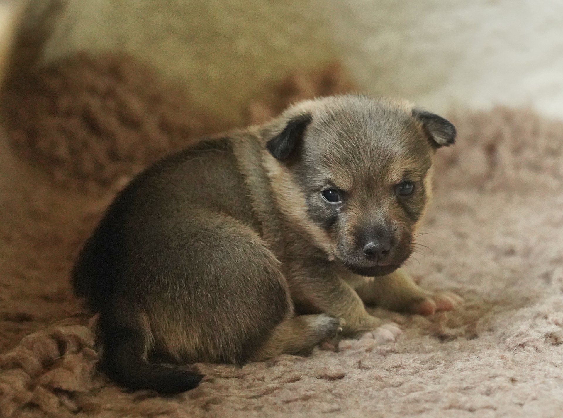 Västgötaspets, Zweedse herder, Swedish Vallhund