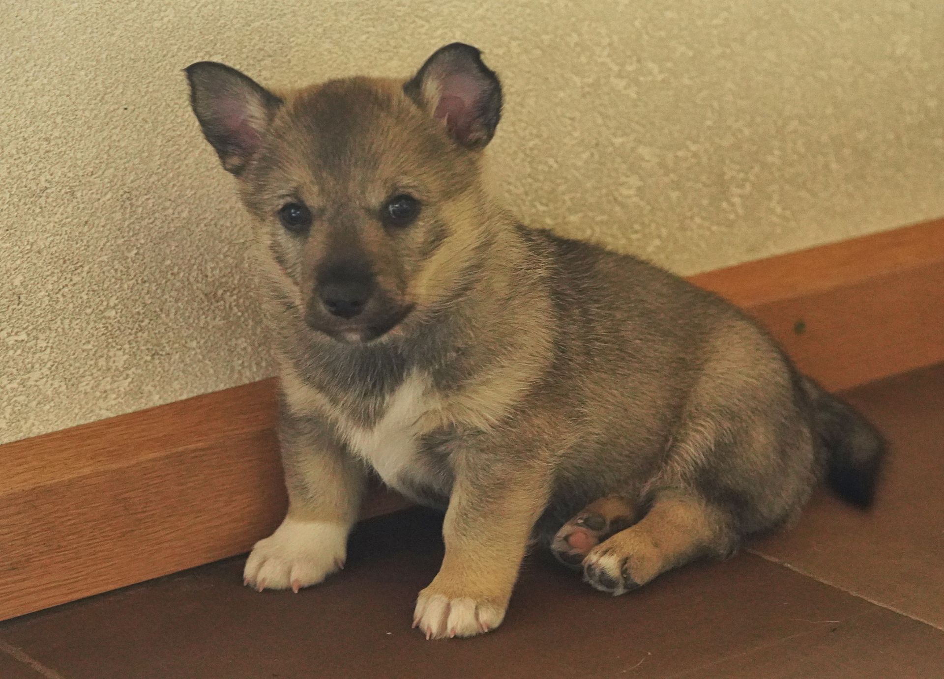 Västgötaspets, Zweedse herder, Swedish Vallhund
