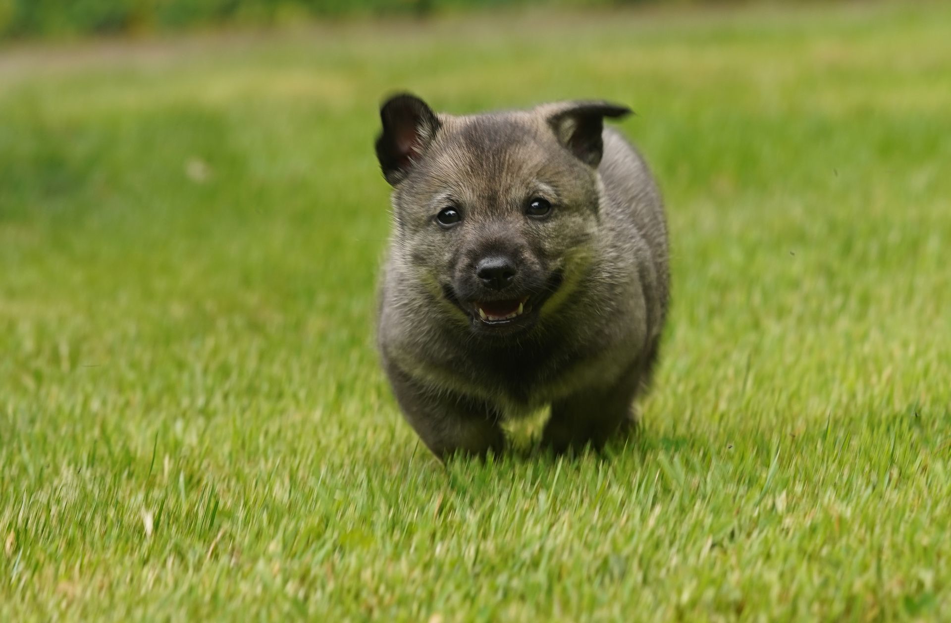 Västgötaspets, Zweedse herder, Swedish Vallhund