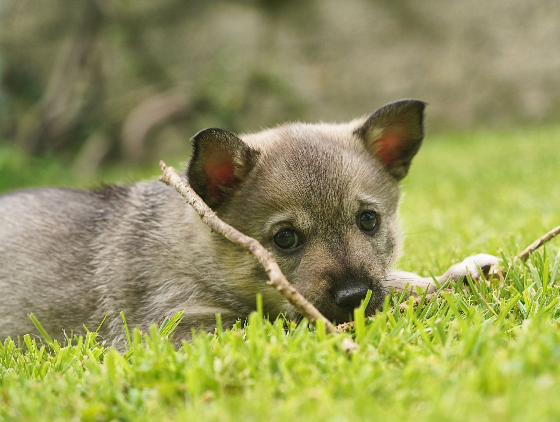 Västgötaspets, Zweedse herder, Swedish Vallhund
