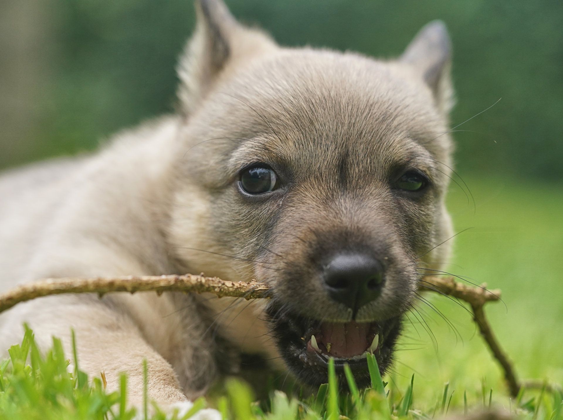 Västgötaspets, Zweedse herder, Swedish Vallhund