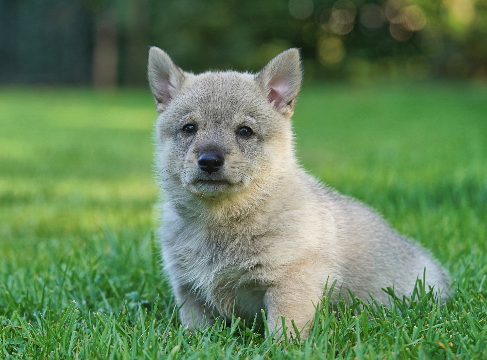 Västgötaspets, Zweedse herder, Swedish Vallhund