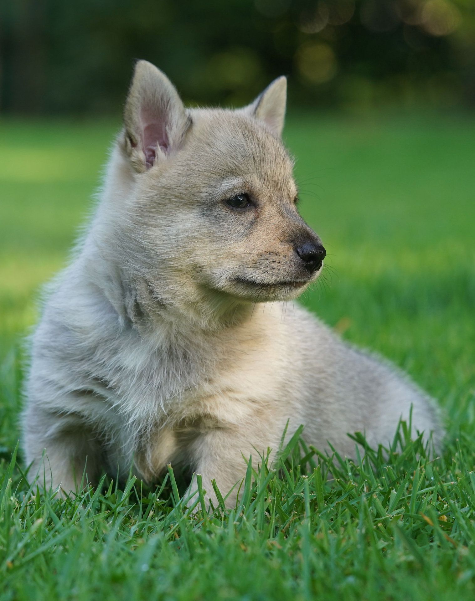 Västgötaspets, Zweedse herder, Swedish Vallhund