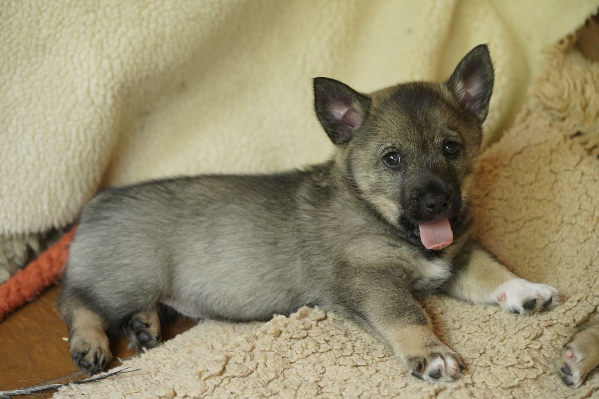 Västgötaspets, Zweedse herder, Swedish Vallhund