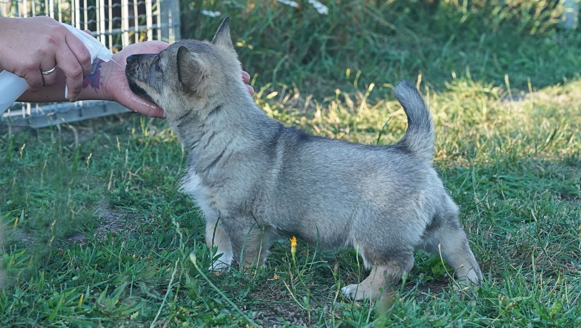Västgötaspets, Zweedse herder, Swedish Vallhund