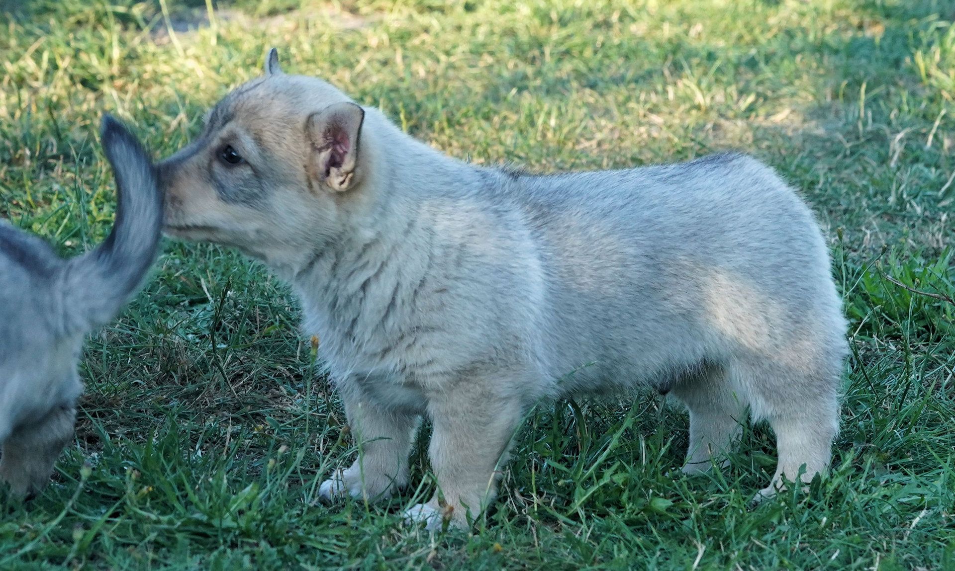 Västgötaspets, Zweedse herder, Swedish Vallhund