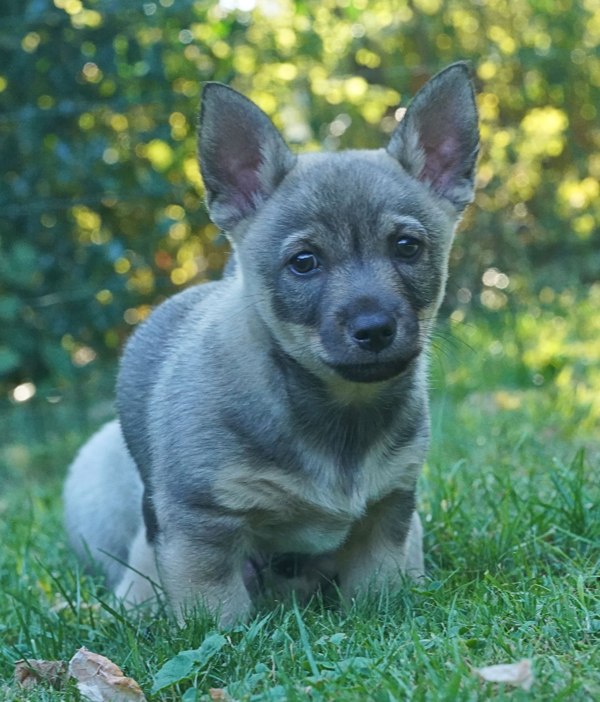 Västgötaspets, Zweedse herder, Swedish Vallhund