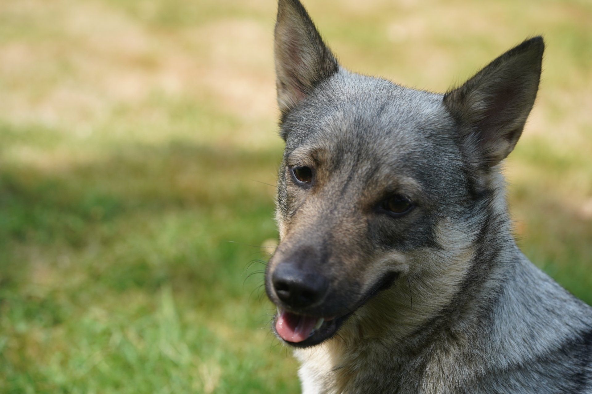Västgötaspets, Zweedse herder, Swedish Vallhund