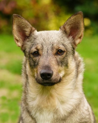 Curragh's Just That Jazz Västgötaspets, Zweedse herder, Swedish Vallhund