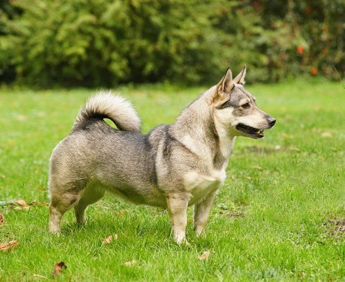 Curragh's Just That Jazz 2 jaar Västgötaspets, Zweedse herder, Swedish Vallhund