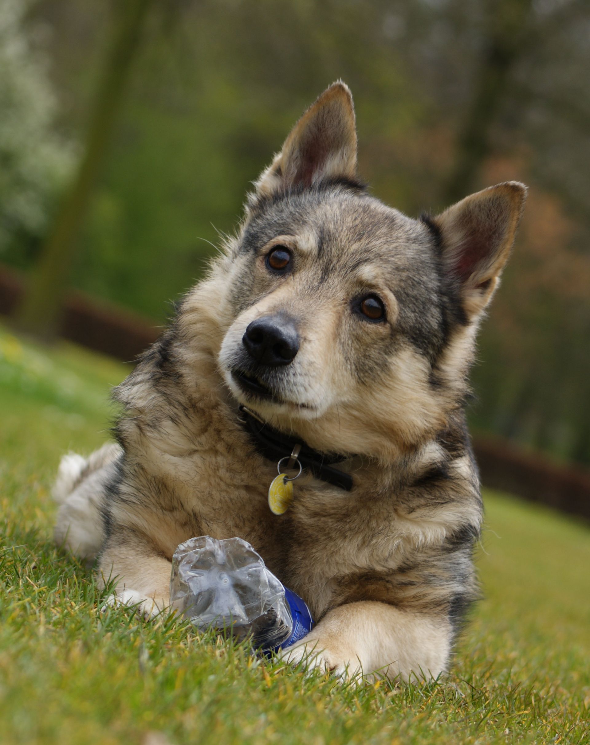 Västgötaspets, Zweedse herder, Swedish Vallhund