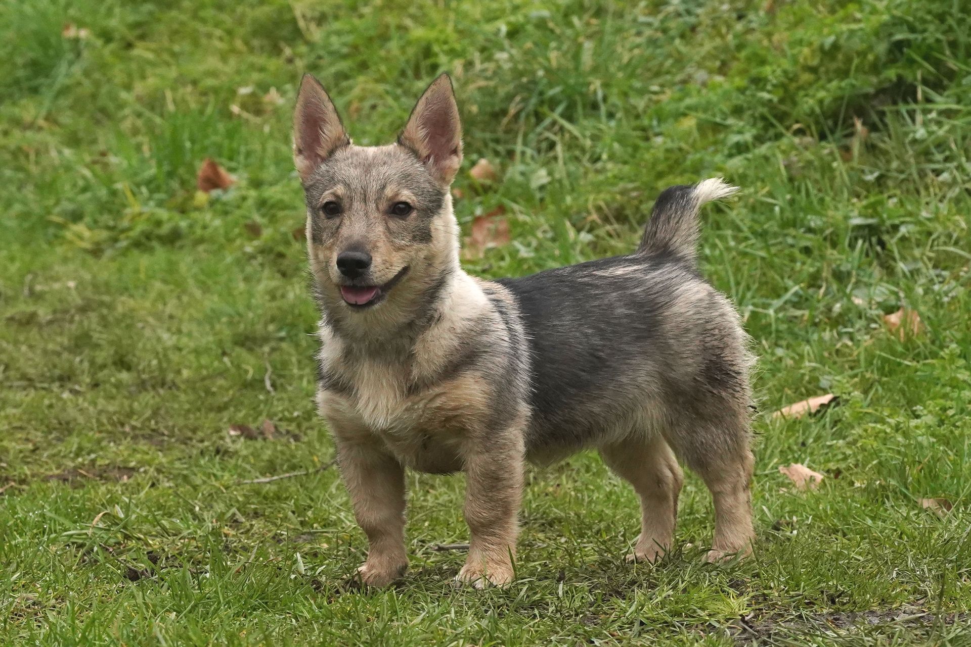 Västgötaspets, Zweedse herder, Swedish Vallhund